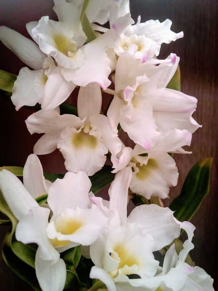 как ухаживать за цветущей орхидеей