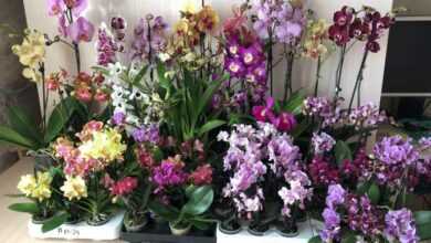 Как ухаживать за цветущей орхидеей после покупки
